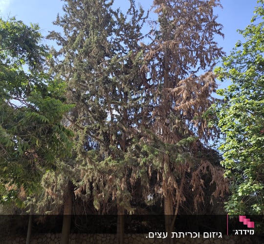עצים גבוהים עם עלים יבשים ליד קיר אבן